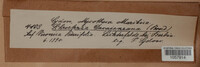 Schroeteria decaisneana image